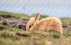 Ein Kaninchen Outdoor