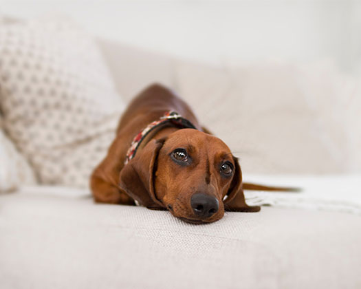 Hund auf Bett liegend