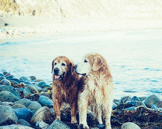 Hunde an Wasser