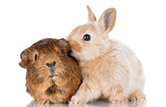 Ein Hamster und ein Hase sehr nahe beieinander